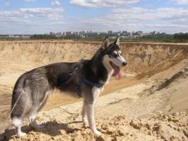 Еще моя копать любит. Вот на днях накопала...