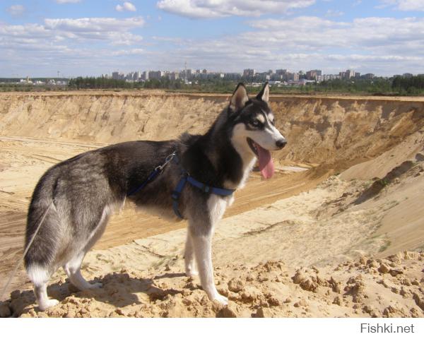 Еще моя копать любит. Вот на днях накопала...