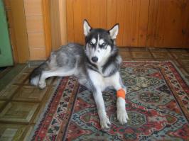 Моя хаски тоже чуть не сдохла от укуса клеща. Вечером бегала на прогулке, а наутро на ноги подняться не могла. Смотрела, как человек. Пролечили и ... нам уже два года скоро будет. В этот раз пронесло, но страху натерпелись.