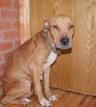 А что удивляться? Вот это чудо у нас.ФОто двухнедельной давности. Добрые люди выкупили у хозяина. ВЫКУПИЛИ. И её, и щенков и такого же заморенного кобеля РЧТ. Этот "№?№№! повязал суку в таком жутком состоянии с РЧТ! Породу, блин новую выводил. И на авито продавал. А есть ещё человечек в славном городе Подольске от которого вывезли порядка сорока кошек. Он тоже породу выводил, да еще и разгрузочные дни устраивал бедным животным. Эти люди с нами рядом живут.