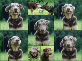 Пес Шоколад. Породы нет. Кодовая кличка - лицо. Позывной - сына