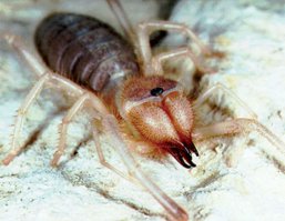 Пост про скорпионов - это хорошо. Но почему на первой фотке хелицеры сольпуги?