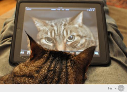Еще коты с планшетами(25 фоток)