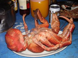 Да он и без пива хорошо пойдет) "Мясо кокосового краба не только числится среди деликатесов, но и относится к афродизиакам, поэтому на этих членистоногих ведется активная охота. Чтобы не допустить их полного исчезновения, в некоторых странах установлены жесткие ограничения на отлов кокосовых крабов."