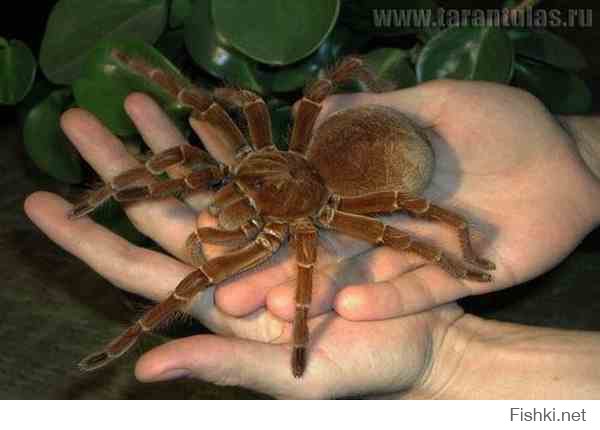 Самый большой паук в мире, это паук голиаф.