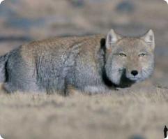 Японская лиса