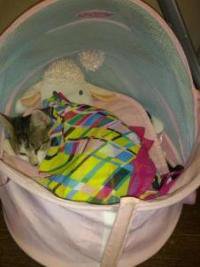 Спящие котейки