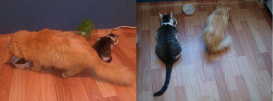 Отдохнем от политики и иностранщины... КотоПост!