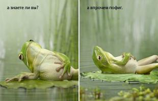 Интересные факты обо всем подряд 