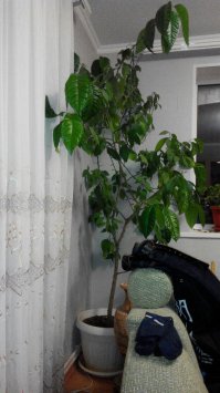 Полметра из косточки выросло, говоришь? Не, не слышал...)))