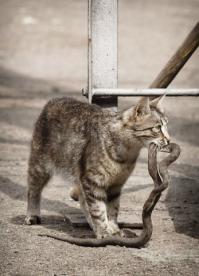 зачетное видео!!мы шерстяные могем не только мышей ловить!