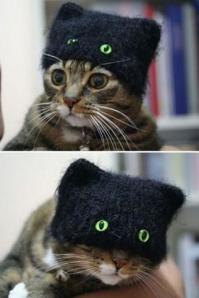 а нам котам и так не плохо...