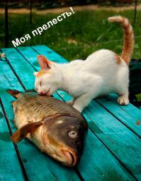 Удачная кошачья рыбалка 