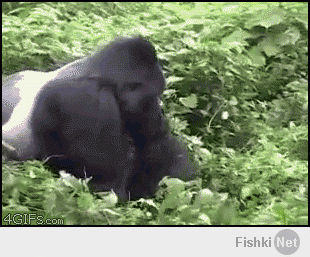 Сразу вспомнилась первая жертва этой гориллы) Аимбова Аимбова Аимбова Аимбова) Привет от Эйса Вентуры)