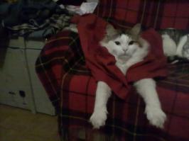 а так же Супер Котэ, котоБлюдение