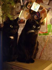 а так же Супер Котэ, котоБлюдение