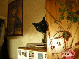 моя Котяка подглядяка