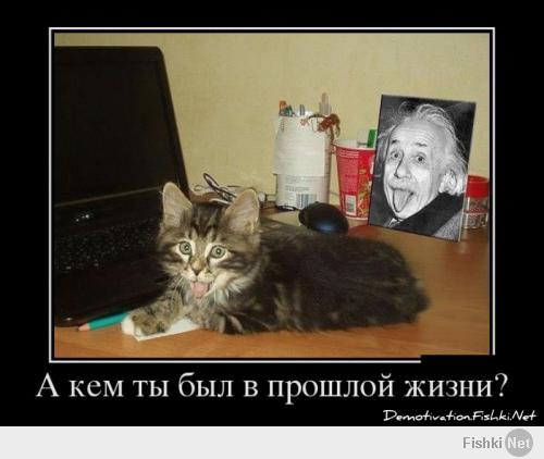 Вот это я понимаю кот Эйнштейна!