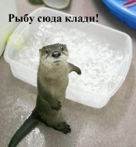 Выдры тоже могут быть милыми и смешными