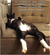 Кто в доме хозяин)