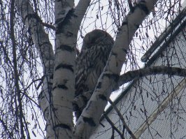 Я 31 декабря выглядываю в окно и тоже вижу сову на березе. :)
Сидела, пока не начало темнеть.