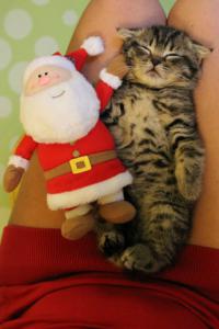 Милые и забавные животные