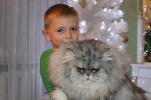 Вот наш милый и забавный котик))