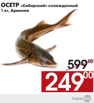 А что тут собственно смешного? Кавычки не нарисовали?

" В 1998г. ЗАО "Акватехавтоматика" впервые завезло в Армению сибирского осетра и серьезно занялось его разведением. Вскоре в нескольких рыбоводческих хозяйствах Армении была внедрена перспективная технология, подготовлены специалисты. Сибирский осетр быстро адаптировался в новых условиях, стал расти, размножаться и вскоре наряду с форелью стал привлекать особое внимание предпринимателей, занимающихся разведением рыбы.
Сегодня сибирского осетра производят порядка 40 аквакультурных хозяйств Армении, и эта рыба пользуется значительным спросом."