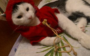 А это моя хулиганка, порода-двортерьер обыкновенный, подобрала котенком. Из-за голода и недостатка кальция в организме кости передних лап были сильно изогнуты вовнутрь, передвигалась с большим трудом, я, честно сказать, думала, так и останется, но лекарства сделали свое дело (обошлось без операции, так как котенок). Теперь нам уже 10 годиков, до сих пор носимся по дому и воруем с тарелок!!!