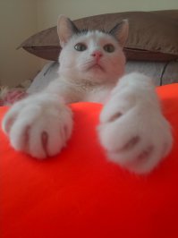 Я Симони и сегодня я сначала спала на маминой шапке, а потом накакала не нее и мама весь день ходит в одном капюшоне по холоду.