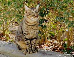 У нас в местном парке живут котяры,их кормят очень хорошо,такие они прикольные,невозможно пройти мимо без умиления