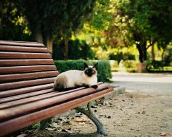 У нас в местном парке живут котяры,их кормят очень хорошо,такие они прикольные,невозможно пройти мимо без умиления