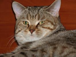 Ещё один одессит