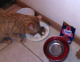 Кот Персик! Случайно купил Чаппи вместо Вискаса, а он не побрезговал и схомячил секунд за 10...20. А если кота кормить Чаппи месяц-другой, то глядишь, и он будет встречать меня с работы радостным гавканьем.