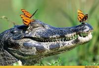 Добрыми бывают все