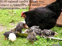 заснет... вечным сном со свернутой шеей