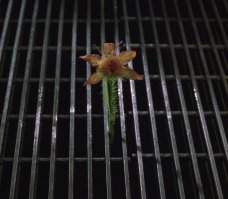 Люди в черном 2