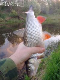 В мае этого года на червя поймал, чуть удочку не утащил. 
Очень удобно Голавля ловить на нахлыст. Только я вот вместо искусственных мушек использую живых кузнечиков, бабочек и стрекоз. Один раз крючок разогнулся, я даже не видел монстра, который там взял наживку. Три раза обрывало снасть, последний раз в прошлые выходные.