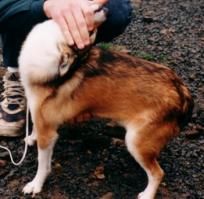 Необычная собака