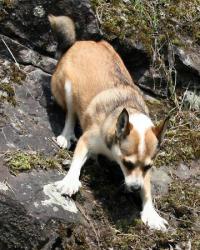 Необычная собака