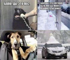 Смешные мысли собак, которым чуждо человеческое веселье