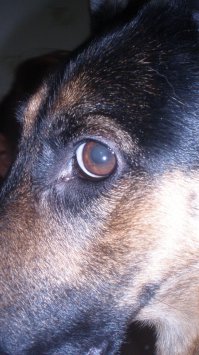 29 самых популярных селфи собак, которые потрясли весь мир