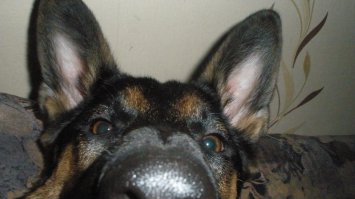 -Что там у тебя такое ? Что там ?!?