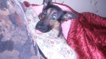 Когда ваш друг заботливо греет вам место на диване