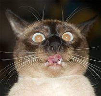 Не человеческий шок!