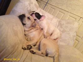  15 собак, которые невероятно устали