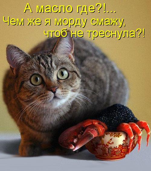 Берегитесь котов!