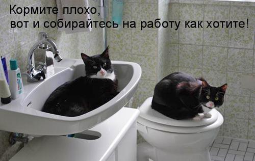 Берегитесь котов!