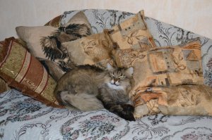 Зачем их без конца наряжают как игрушки. Кошки прекрасны сами по себе. И они не любят когда их одевают. Неужели нельзя обойтись без этих костюмов?! Вот например мой котейка))) офигителен и знает об этом: