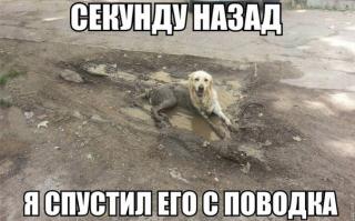 Без собак и жизнь не та!